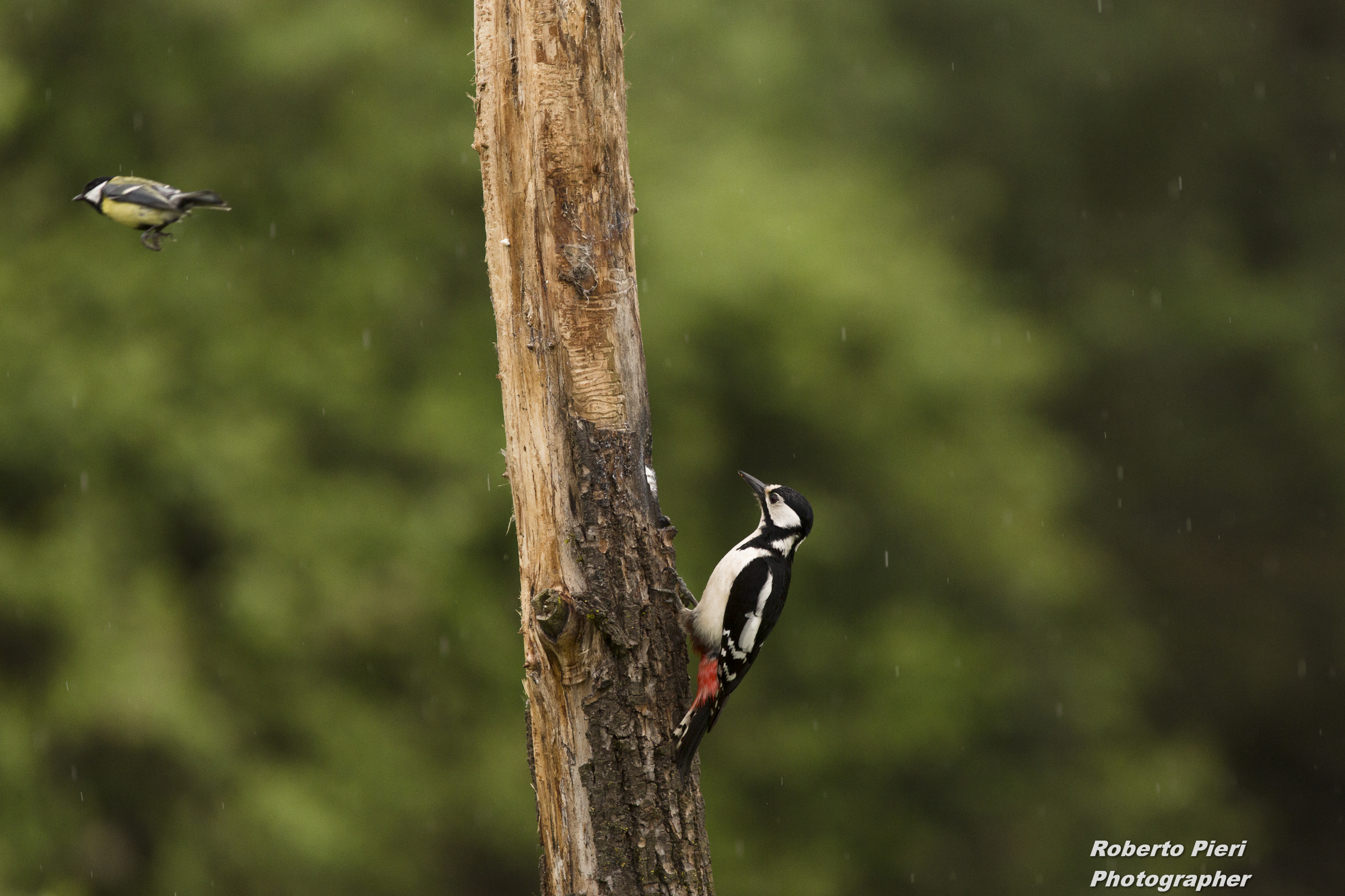 woodpecker