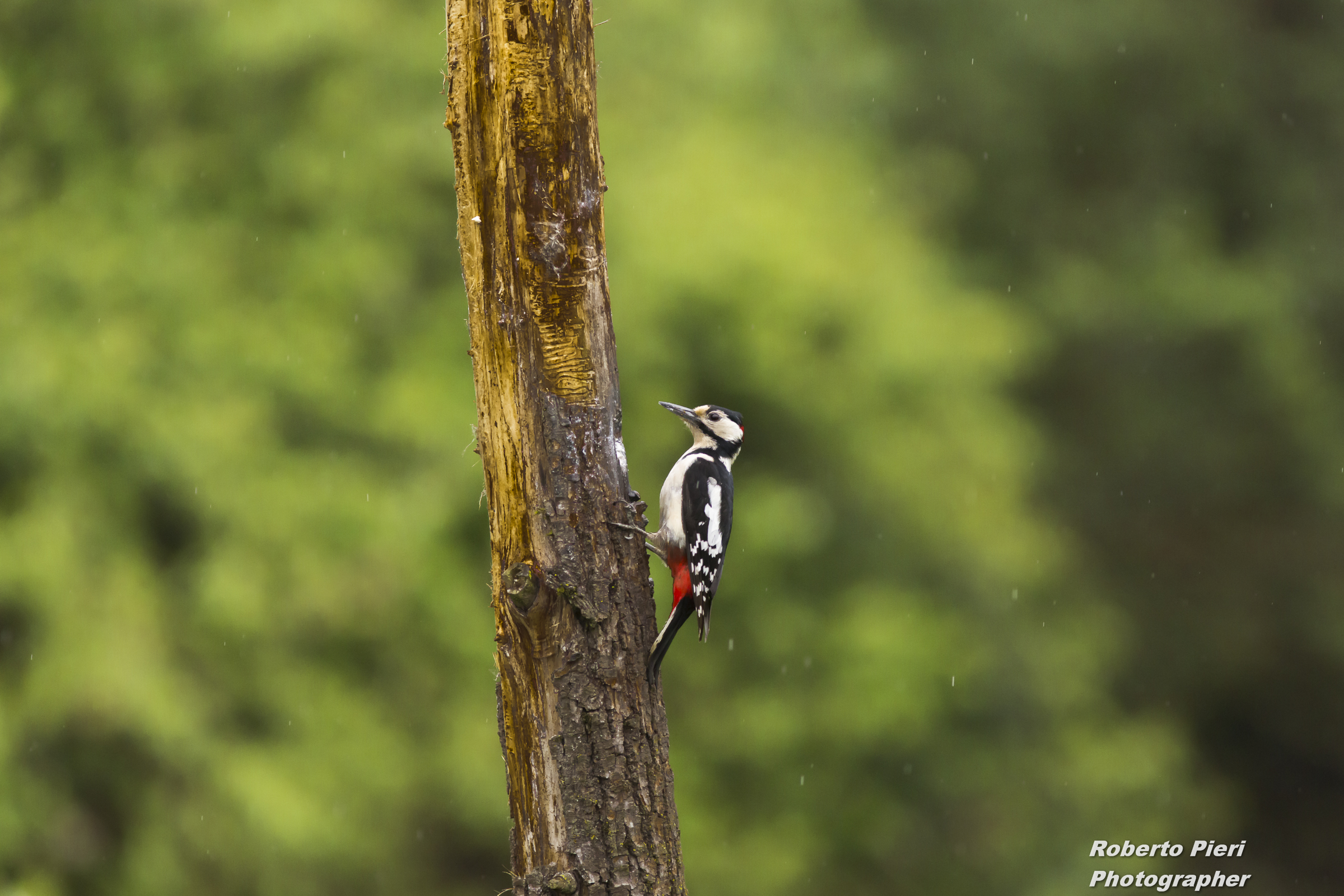 woodpecker