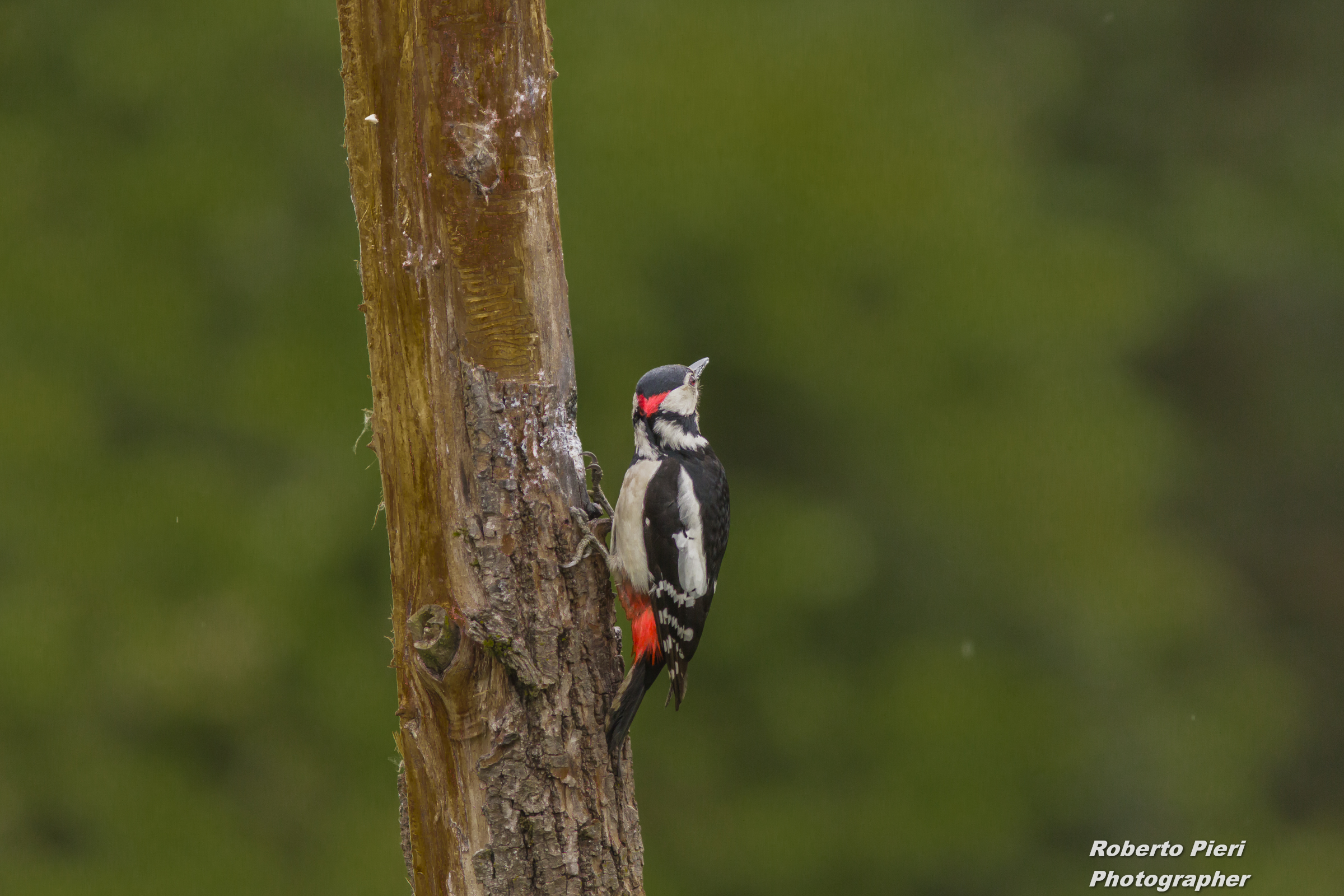 woodpecker