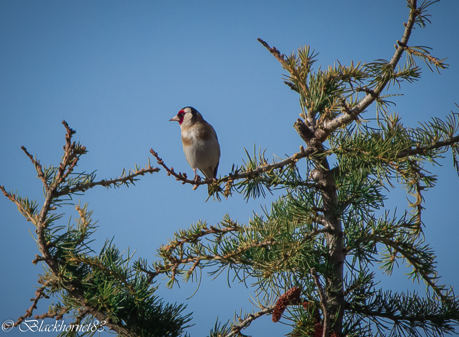 Cardellino Valdostano