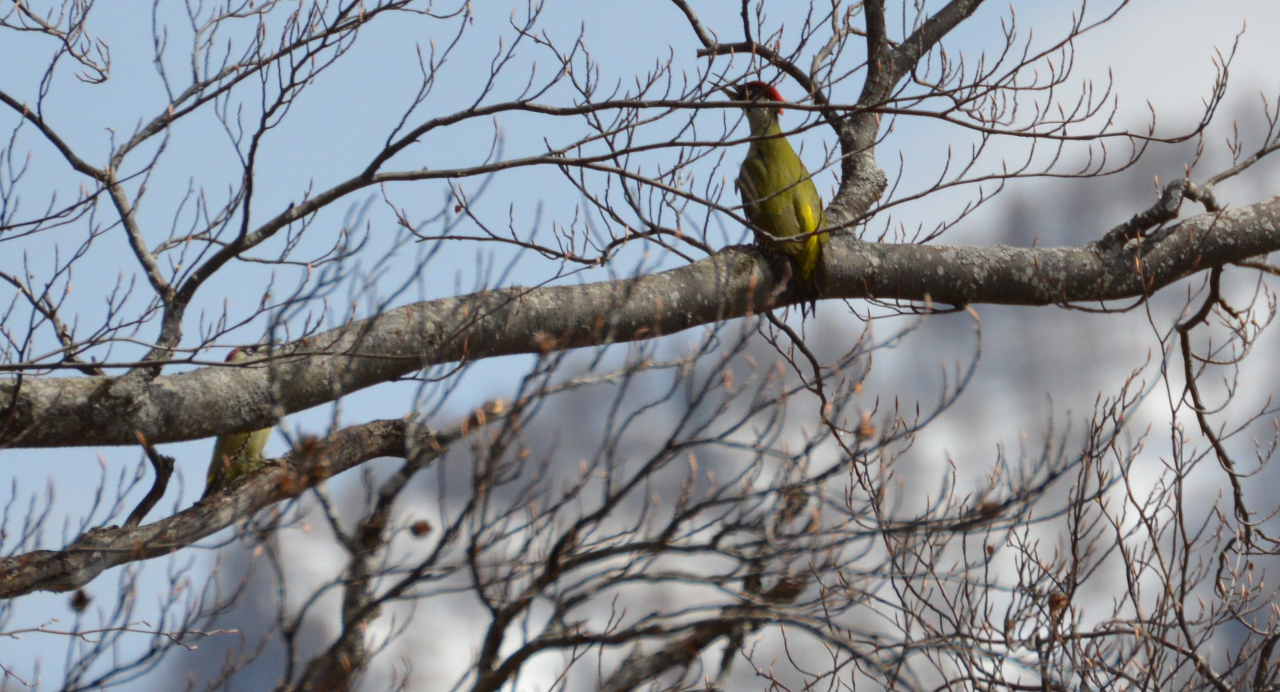 Green peaks in courtship 2