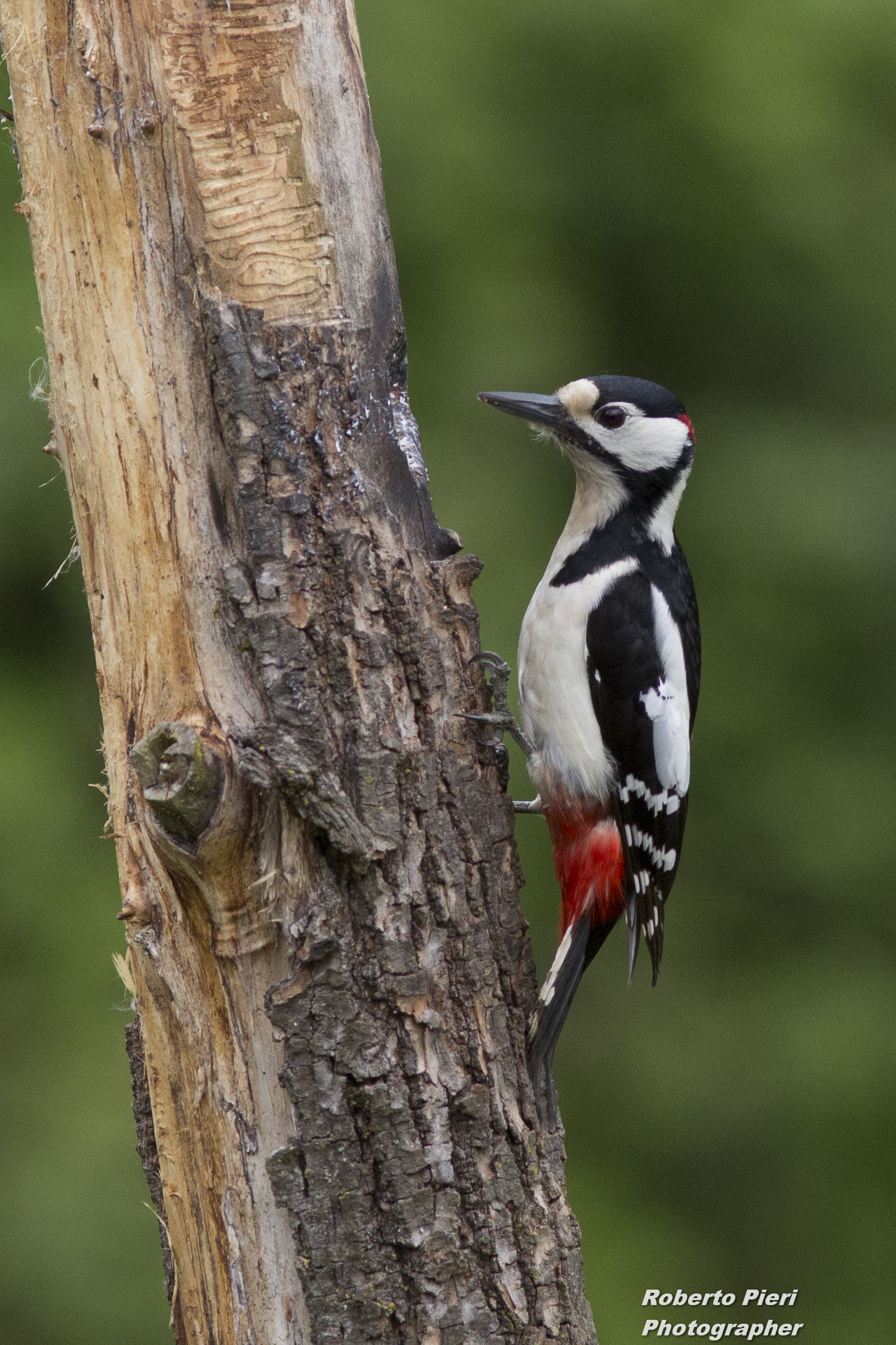 woodpecker