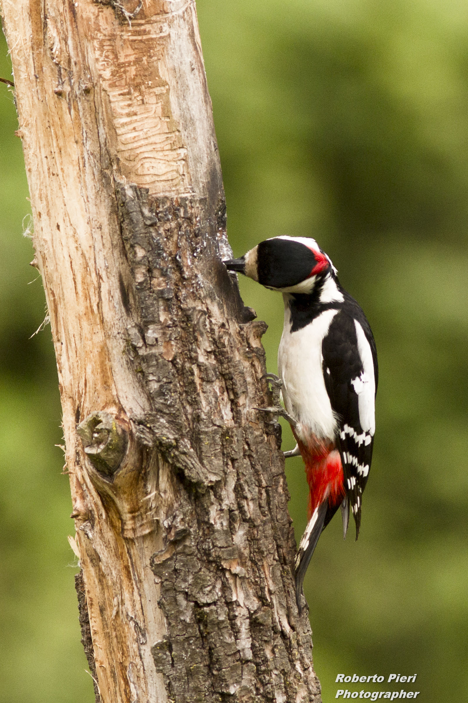 woodpecker