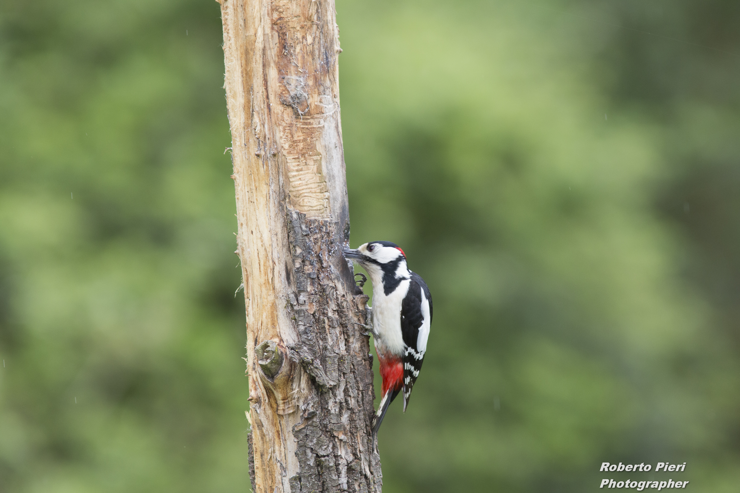 woodpecker