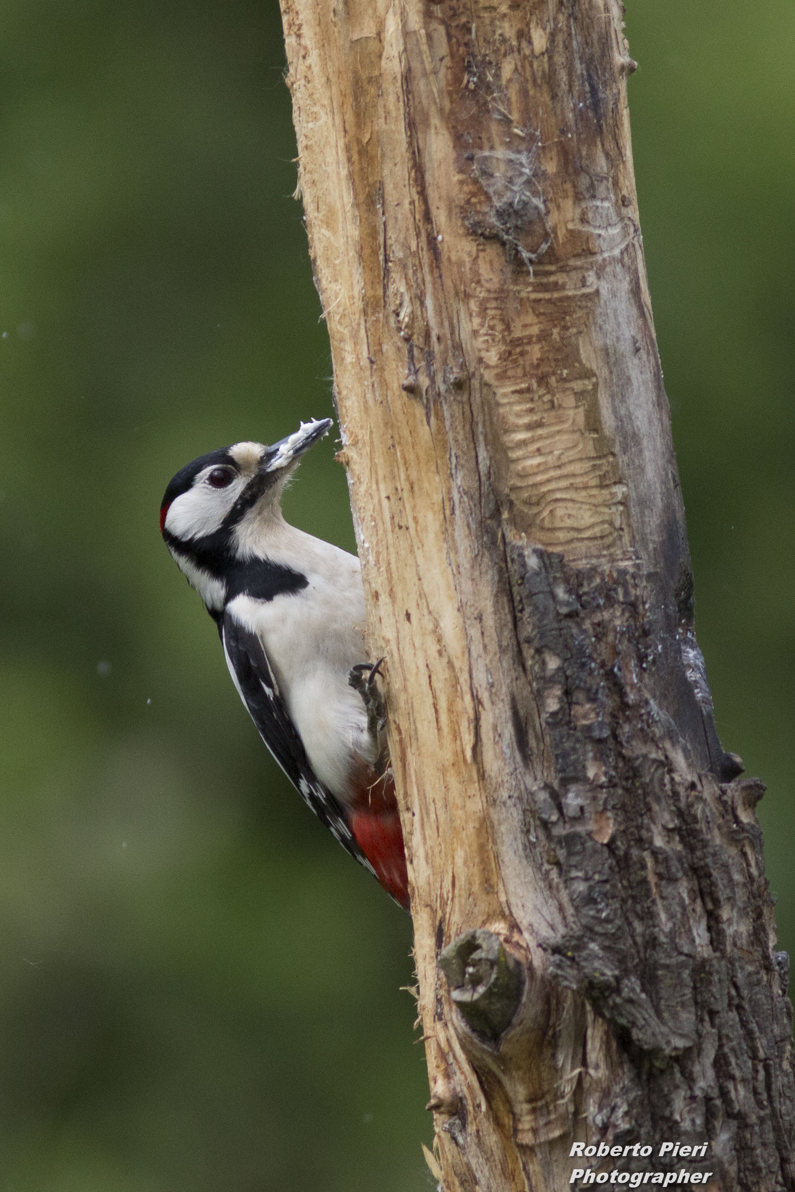woodpecker