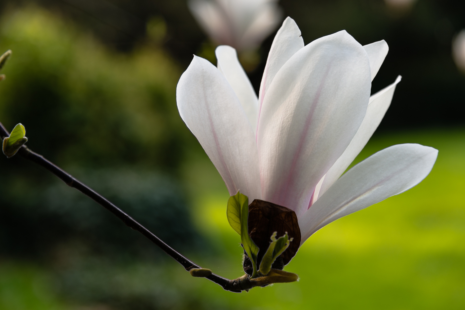 Fiore di magnolia