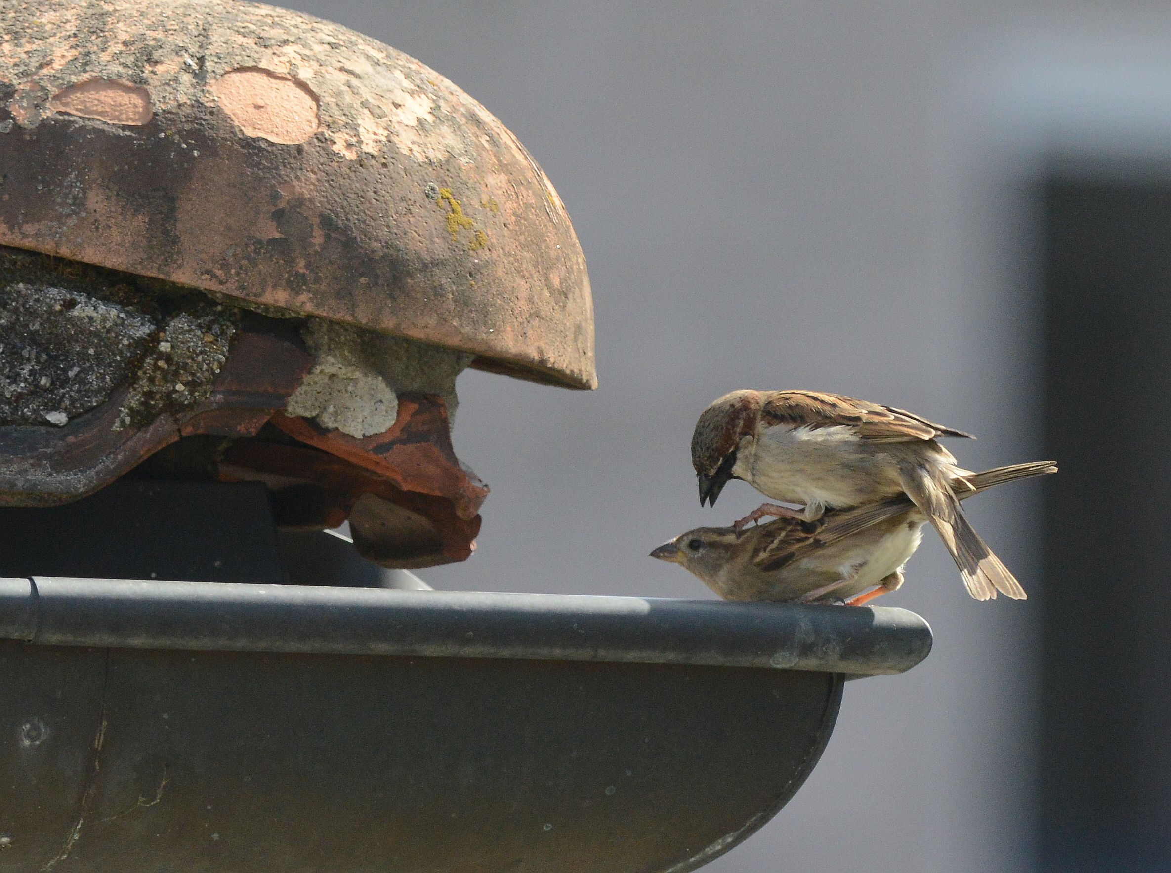 sparrows