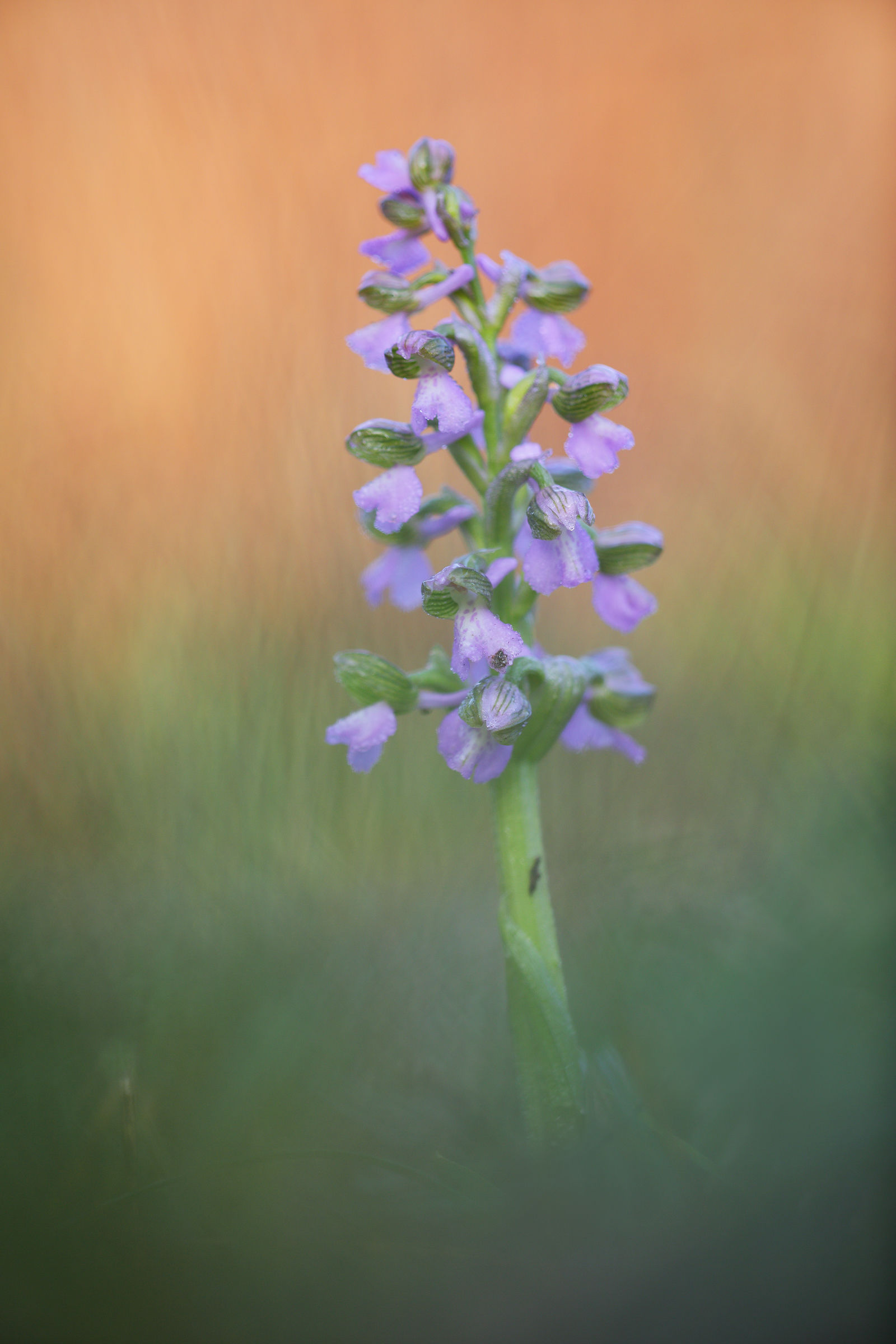 Anacamptis morio
