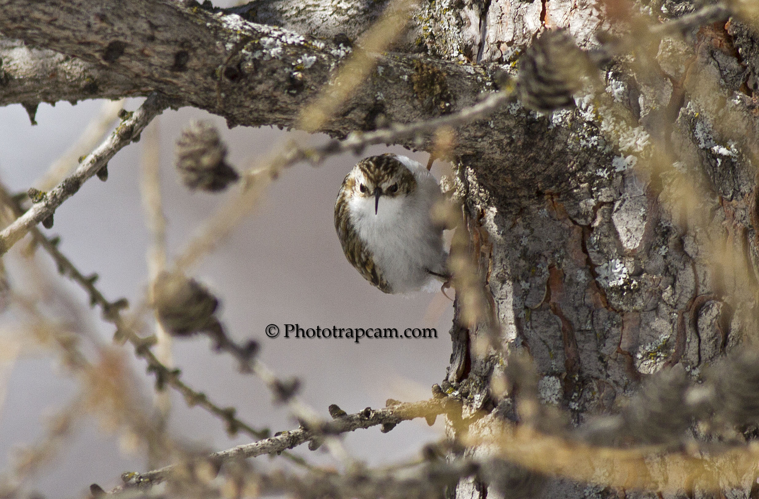 Treecreeper