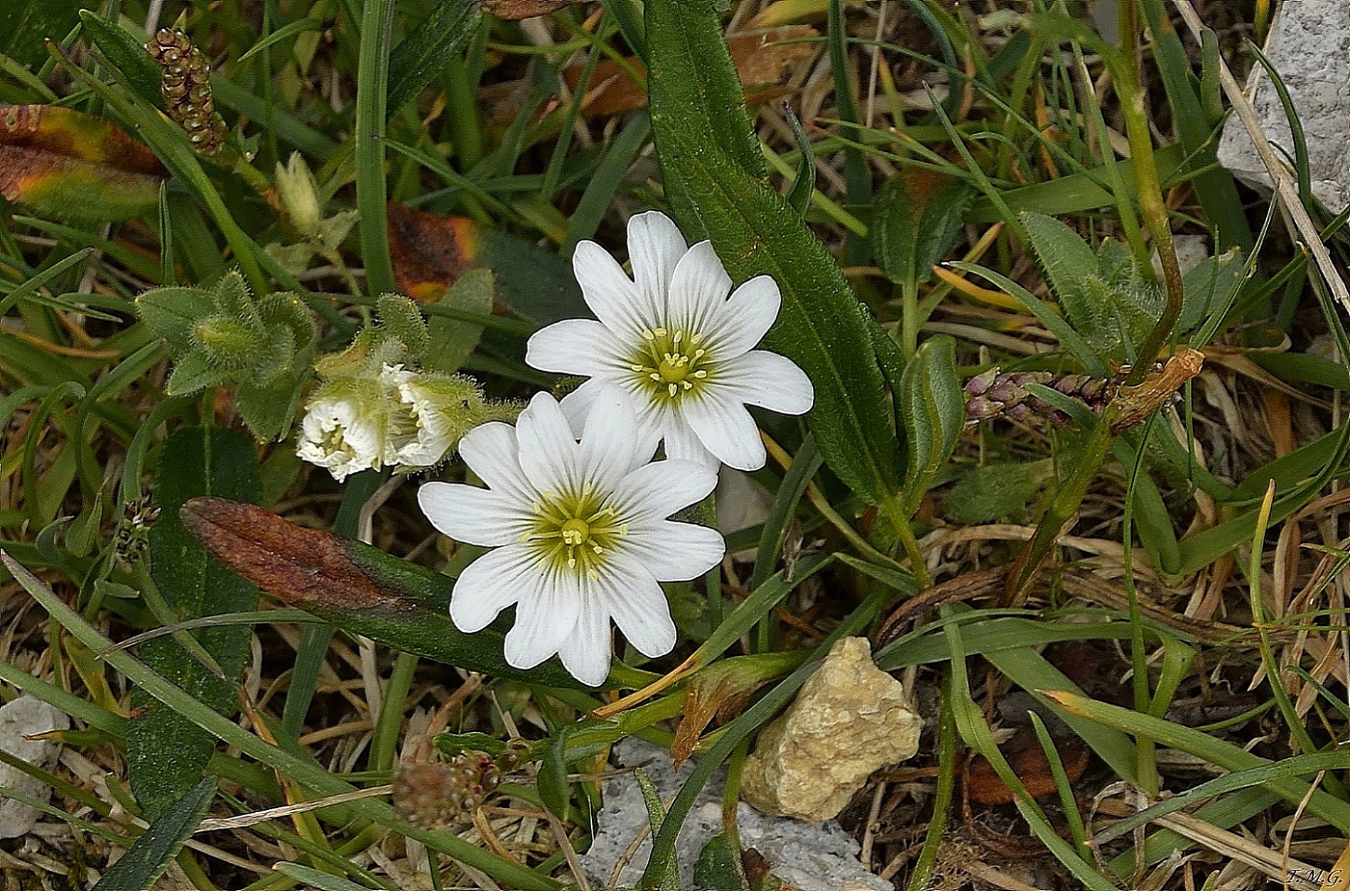 Fiori della montagna