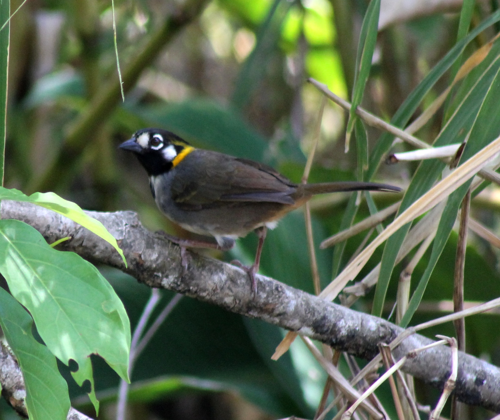 white eared ground sparrow