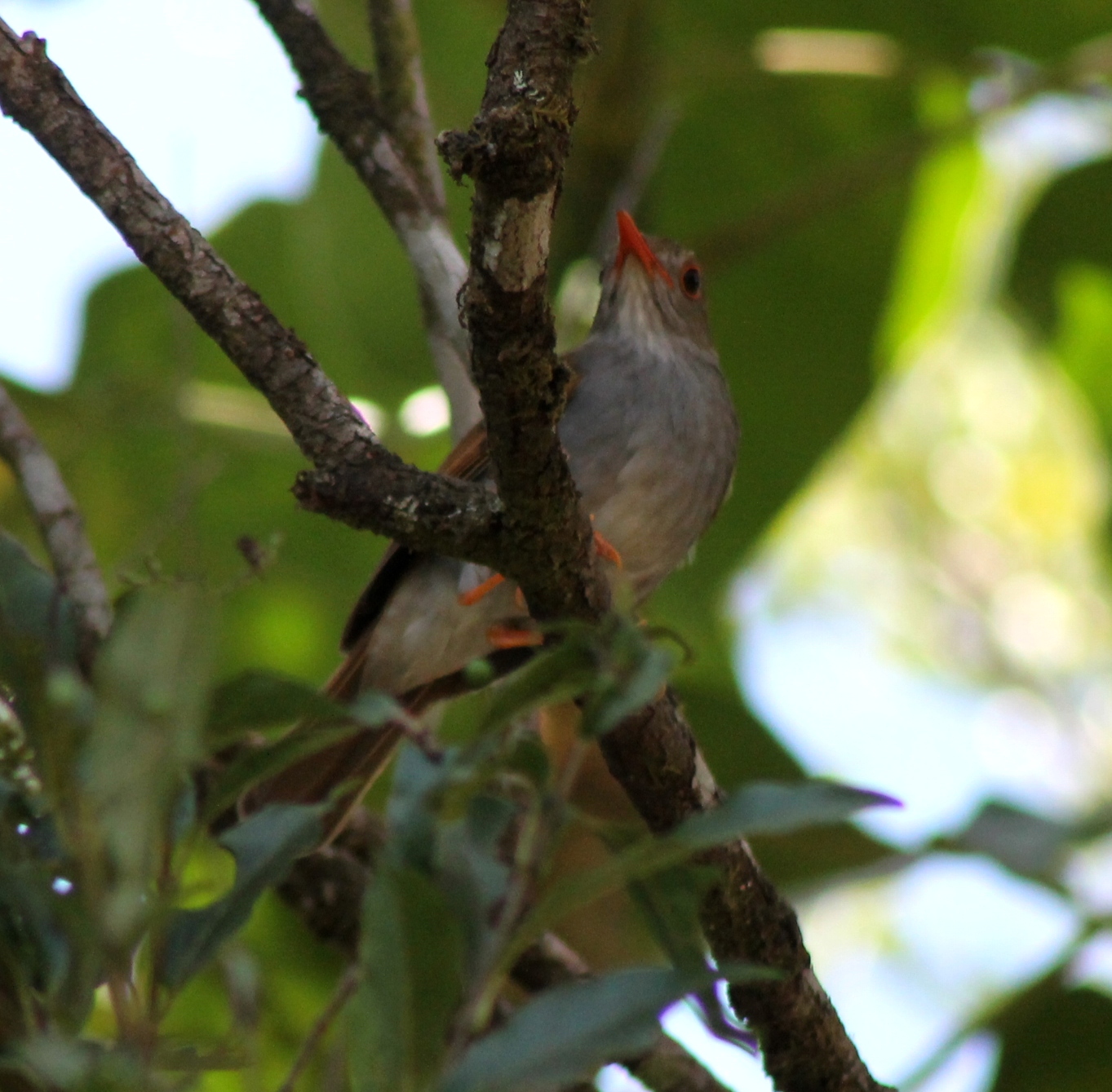 orange billed nightingale thrush