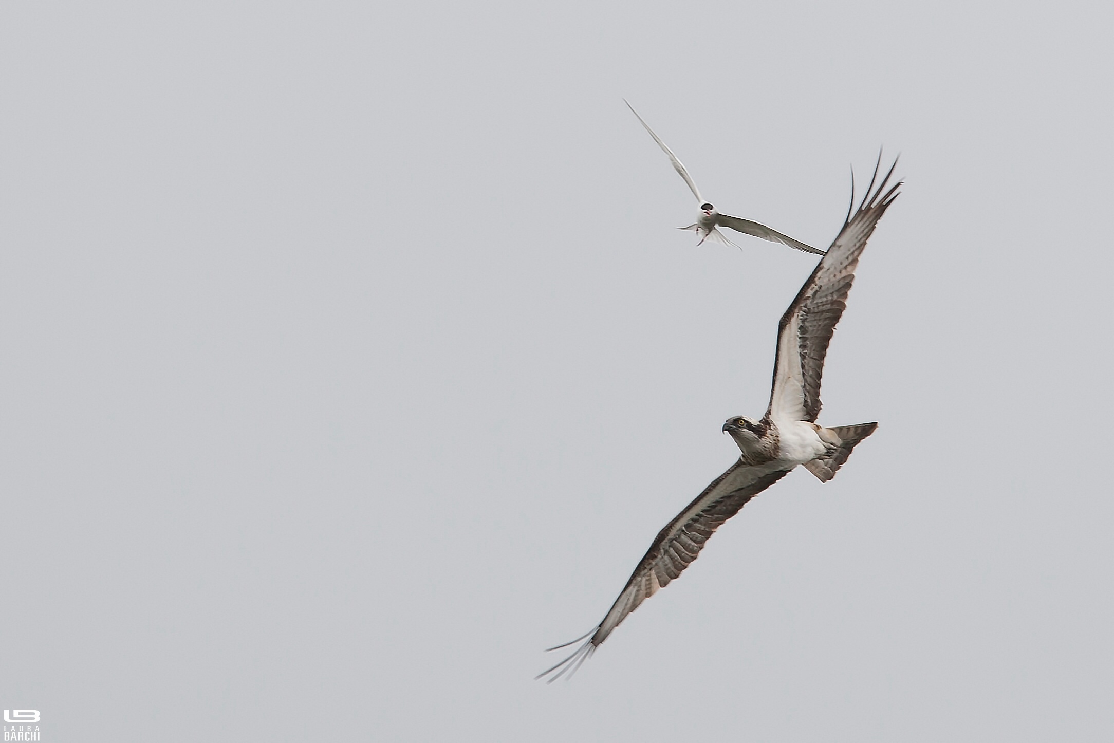 Falco pescatore con sterna