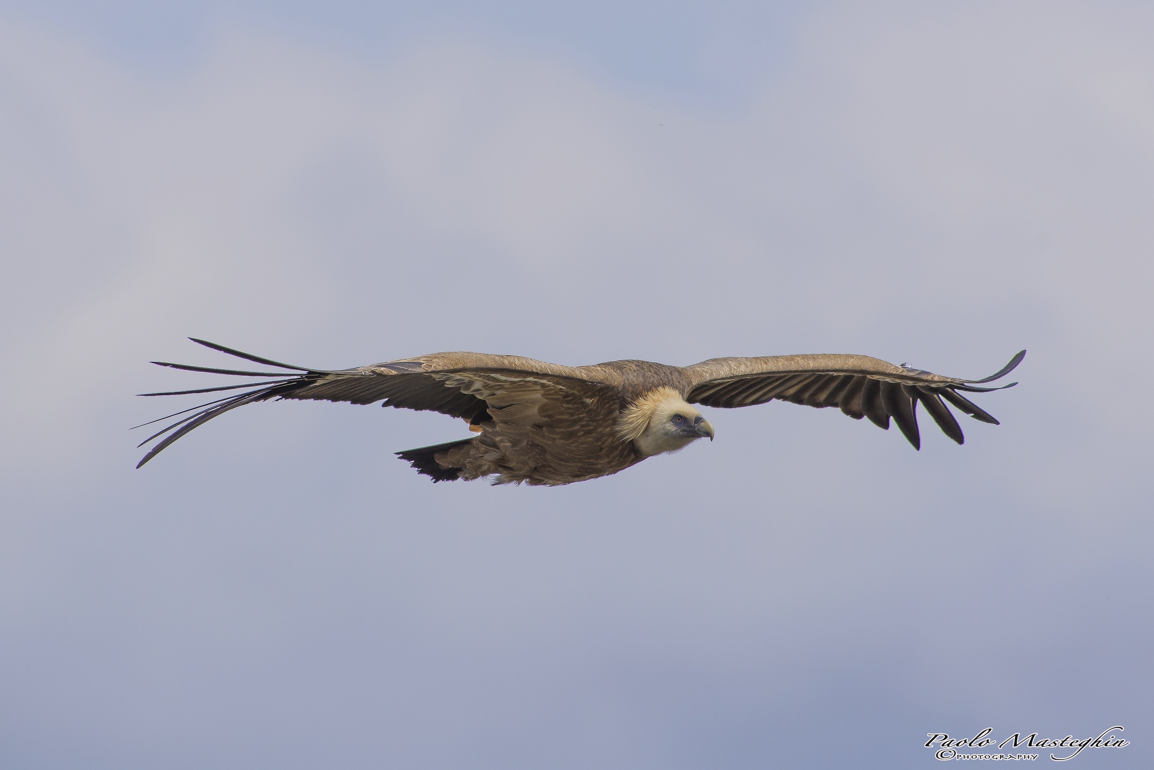 The lightness of the Griffon.