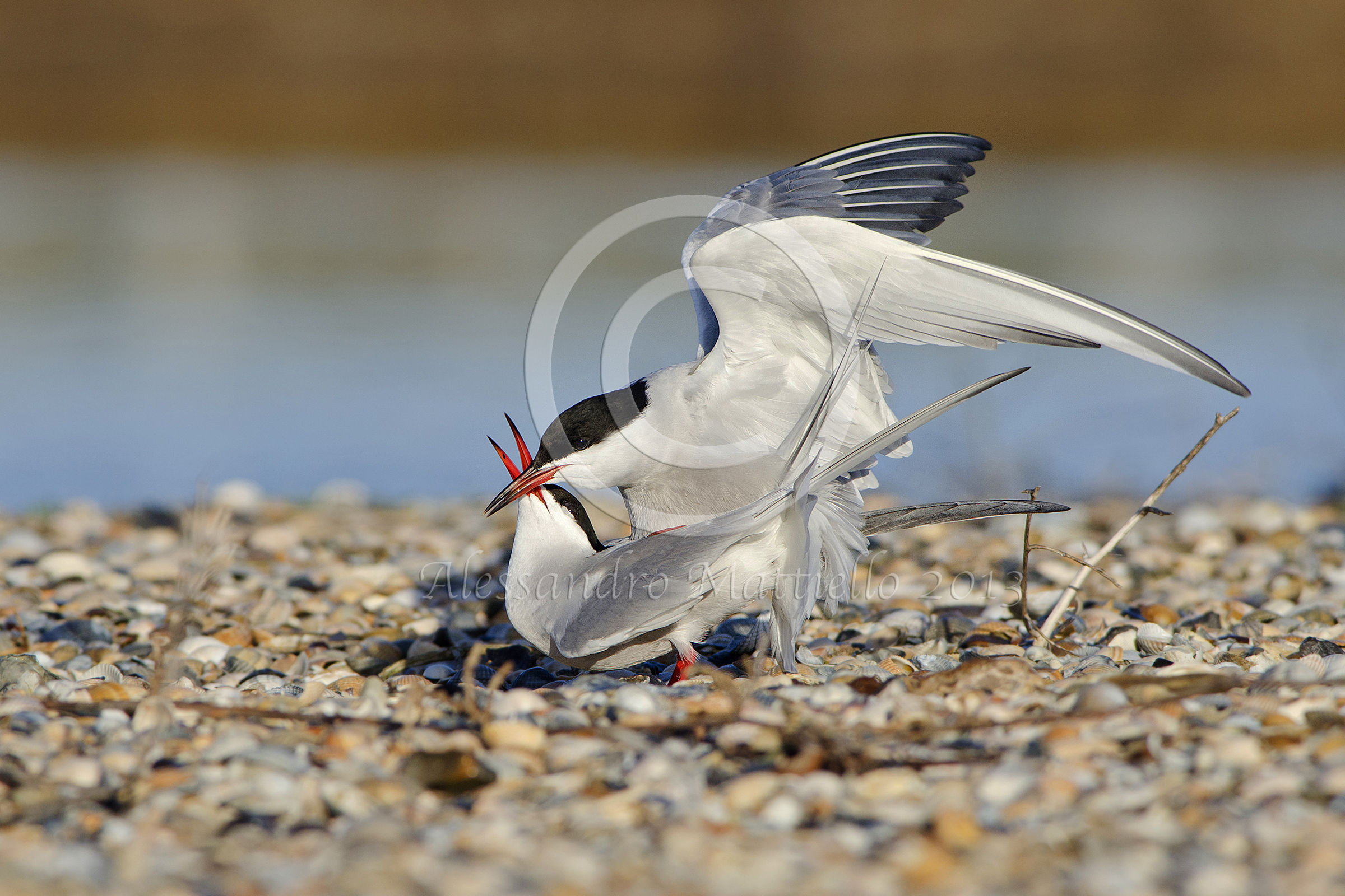terns in coupling
