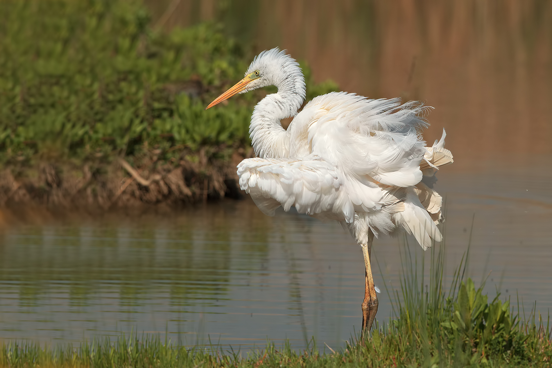 Airone bianco maggiore