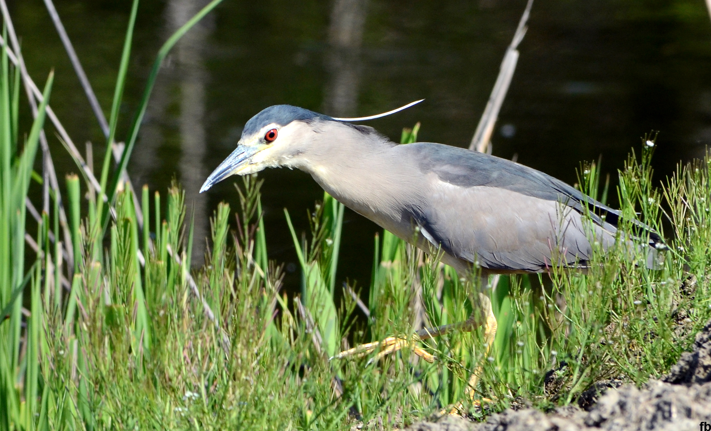l'occhio attento della nitticora