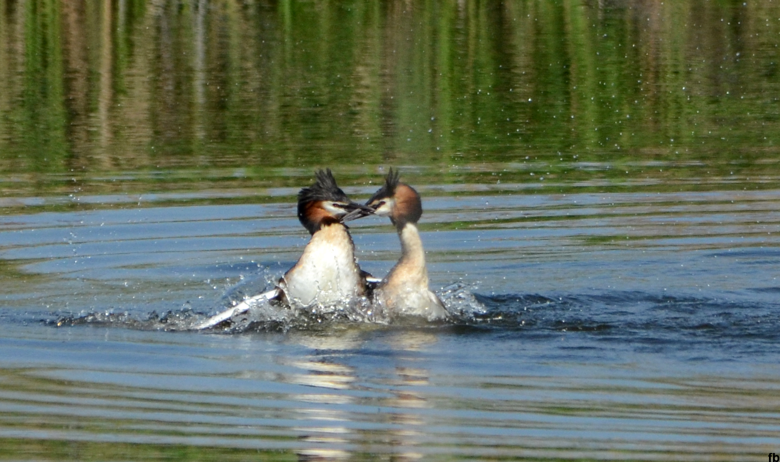combattimento tra svassi