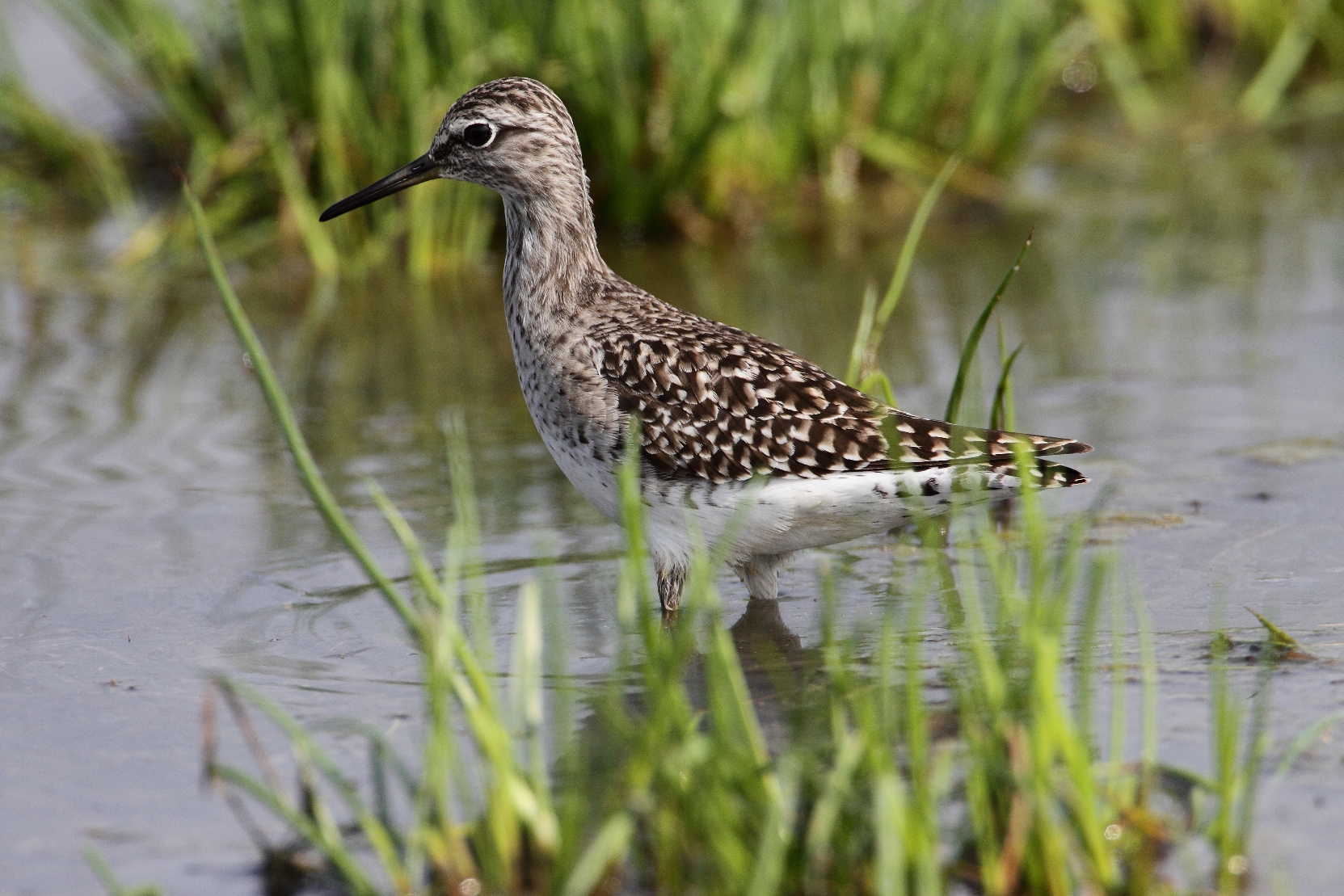 piro piro boschereccio