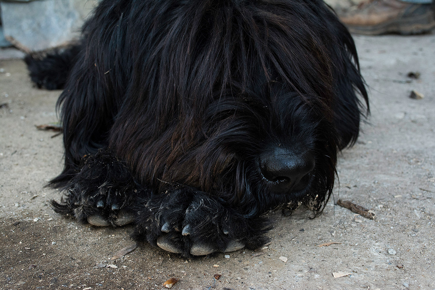 Pure black...con qualche mesh