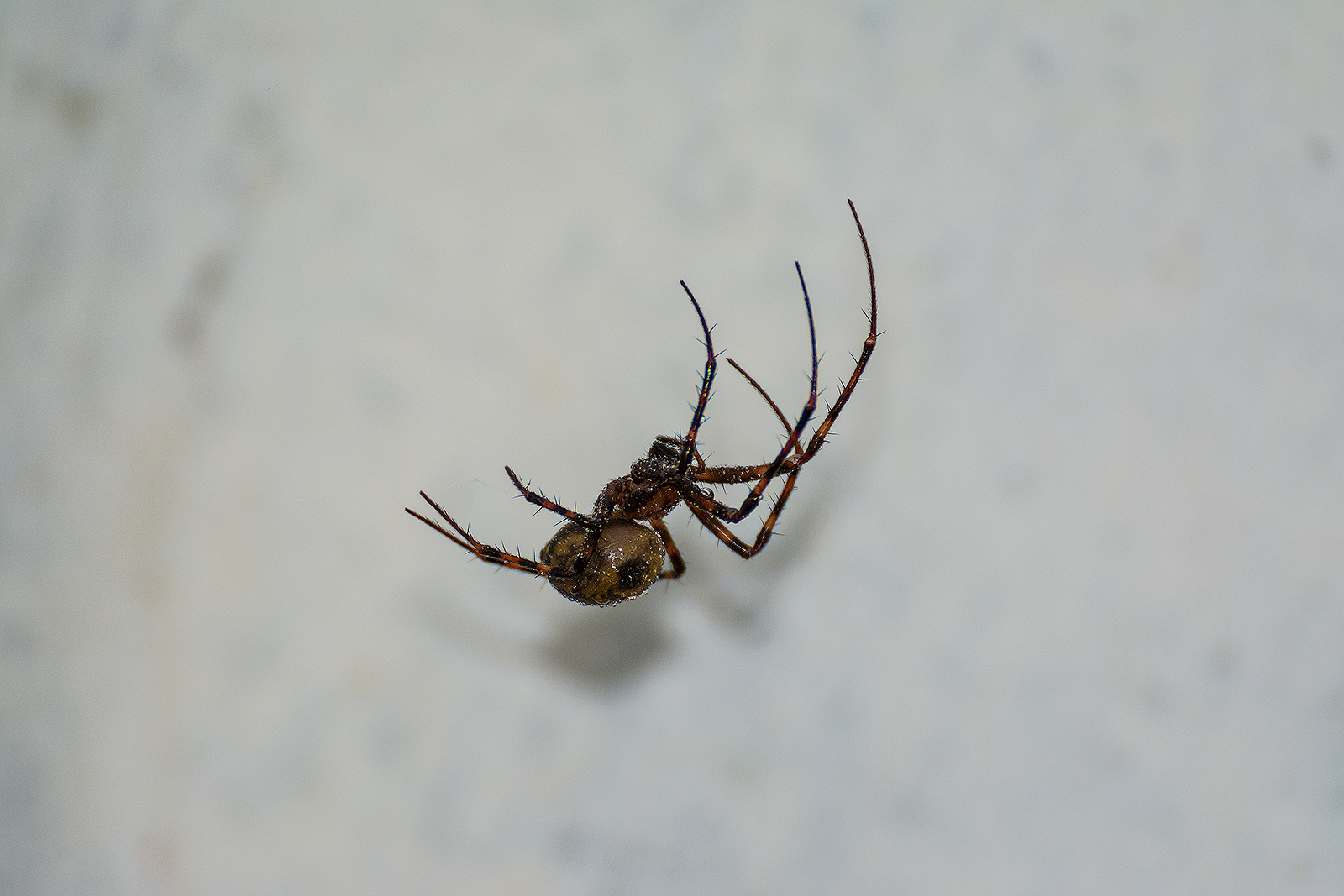 Suspended in the air ... almost