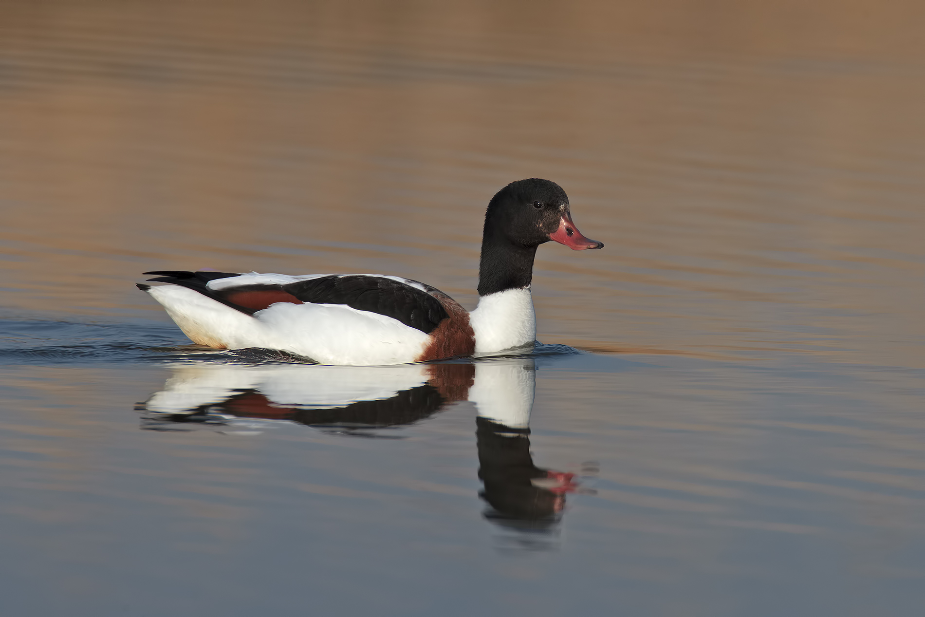Shelduck