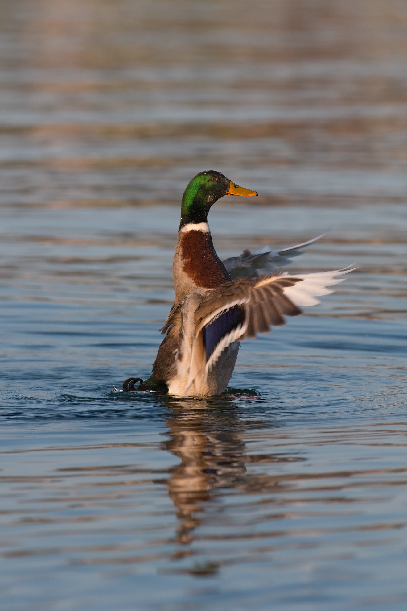 Germano Sbatte le Ali