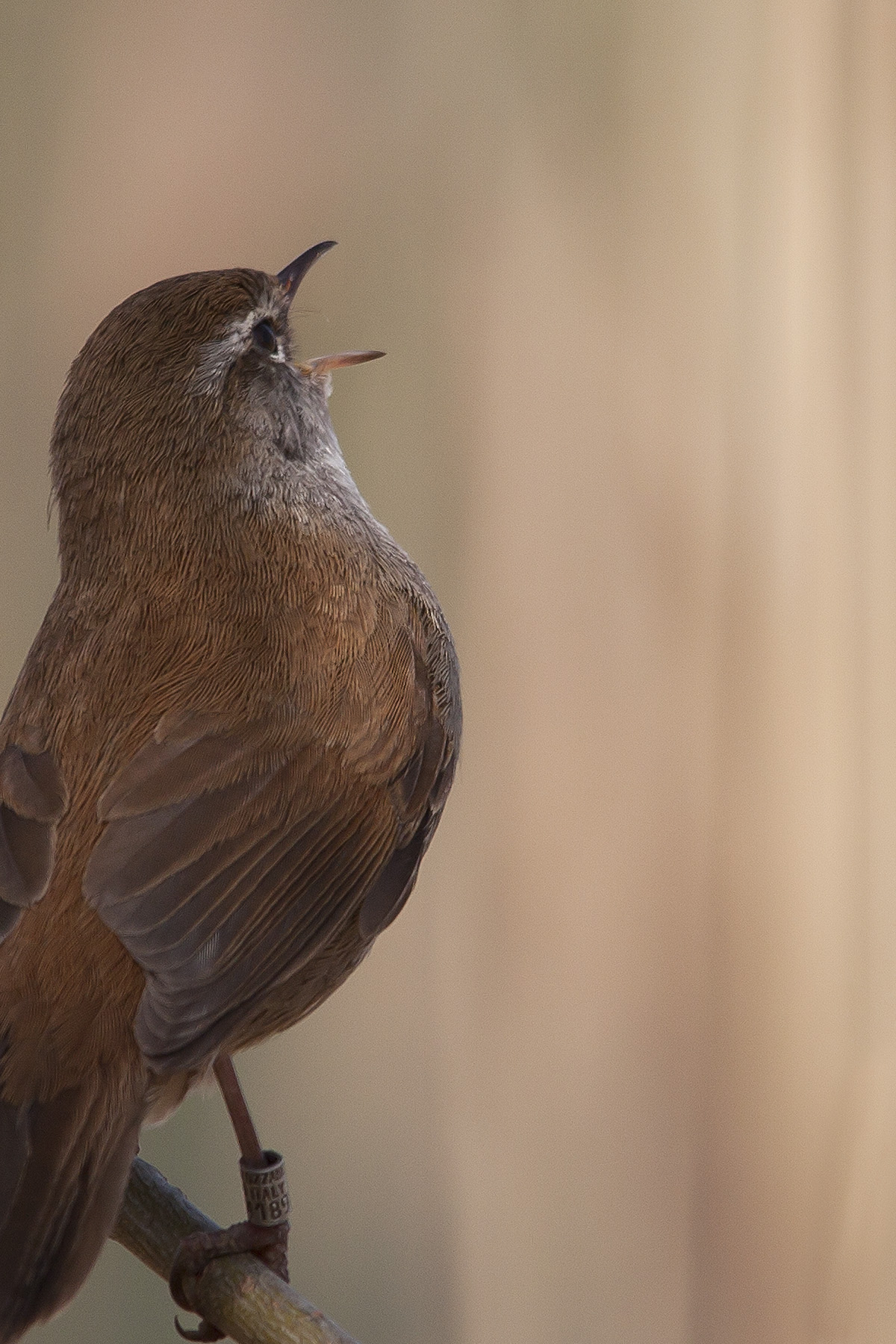 Il canto dell'usignolo