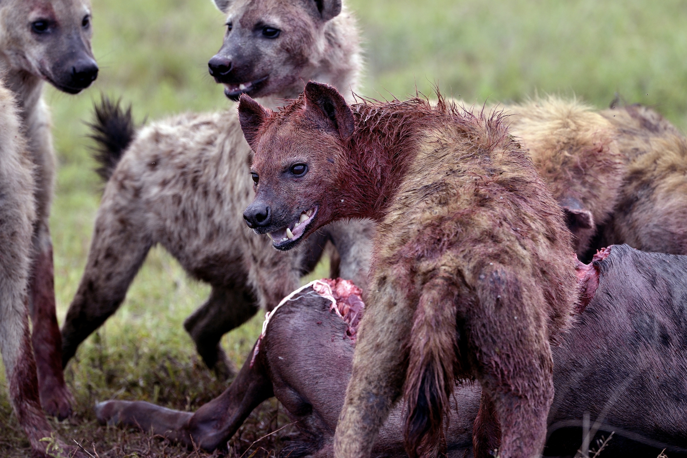 Iene mangiano uno gnu