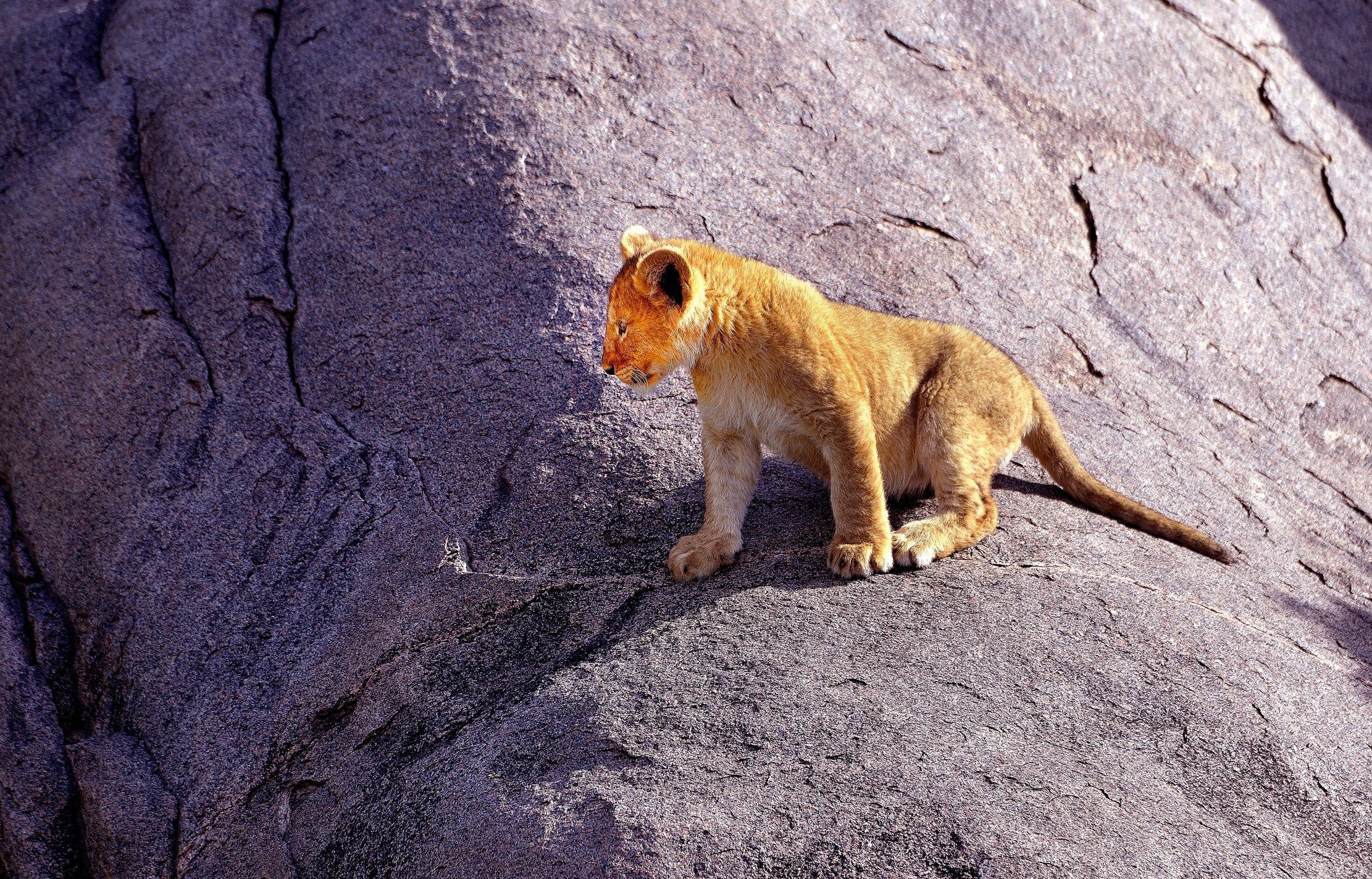 Serengeti - cucciolo di leone