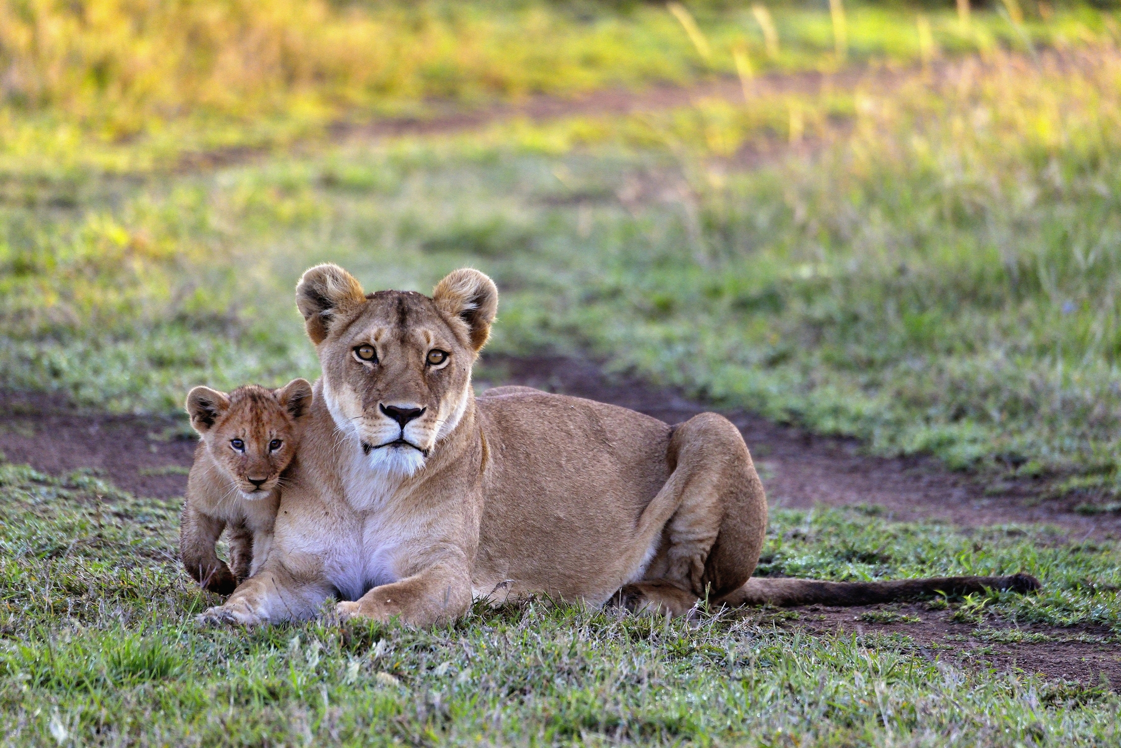 Serengeti - Leonessa con cucciolo