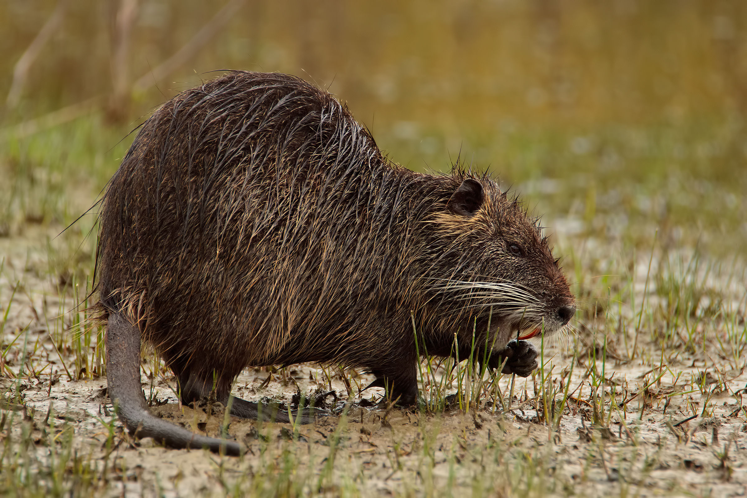 Mangiando sotto la pioggia....