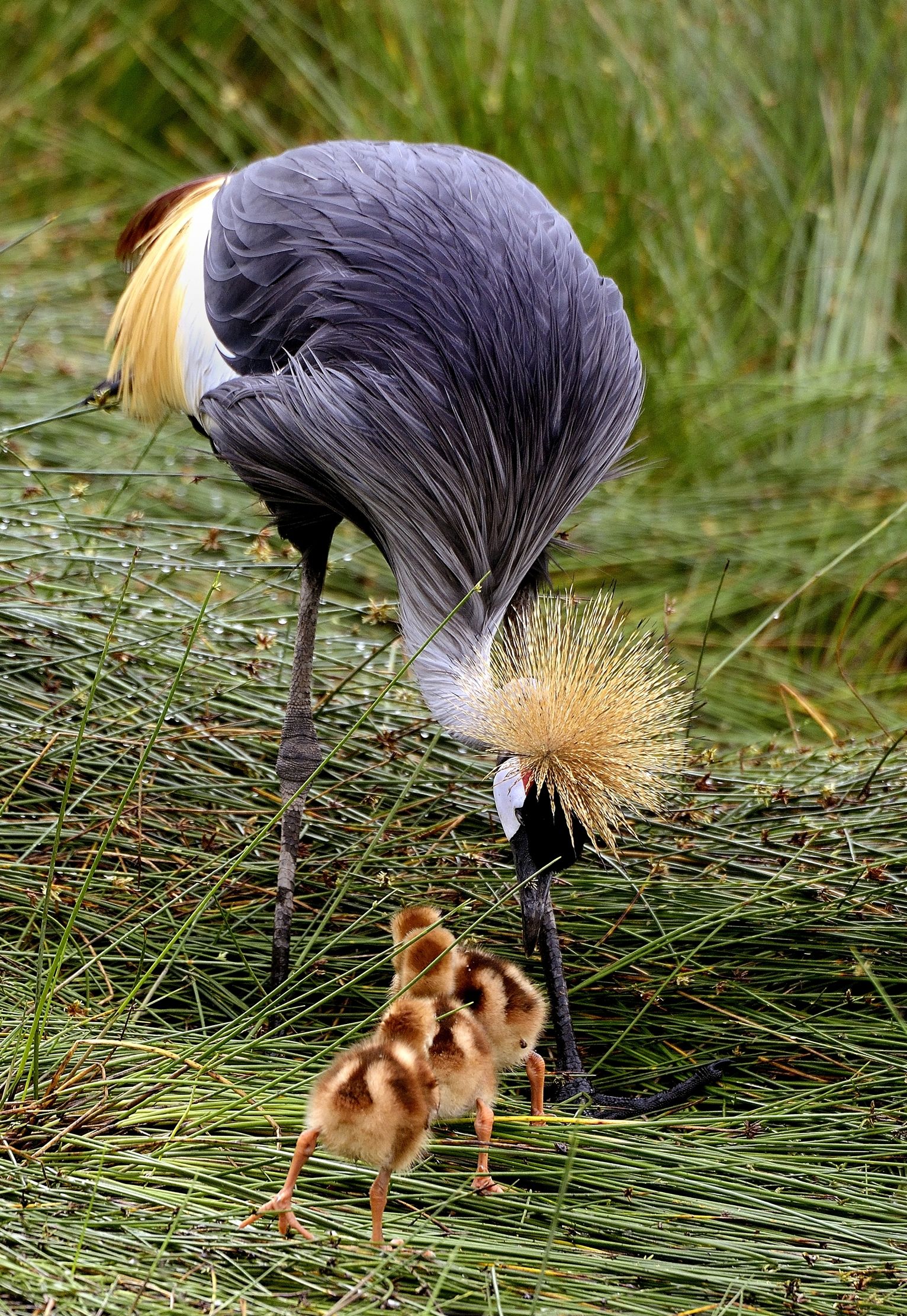 Ngorongoro C A - Gru coronata con pulli e...lombricone