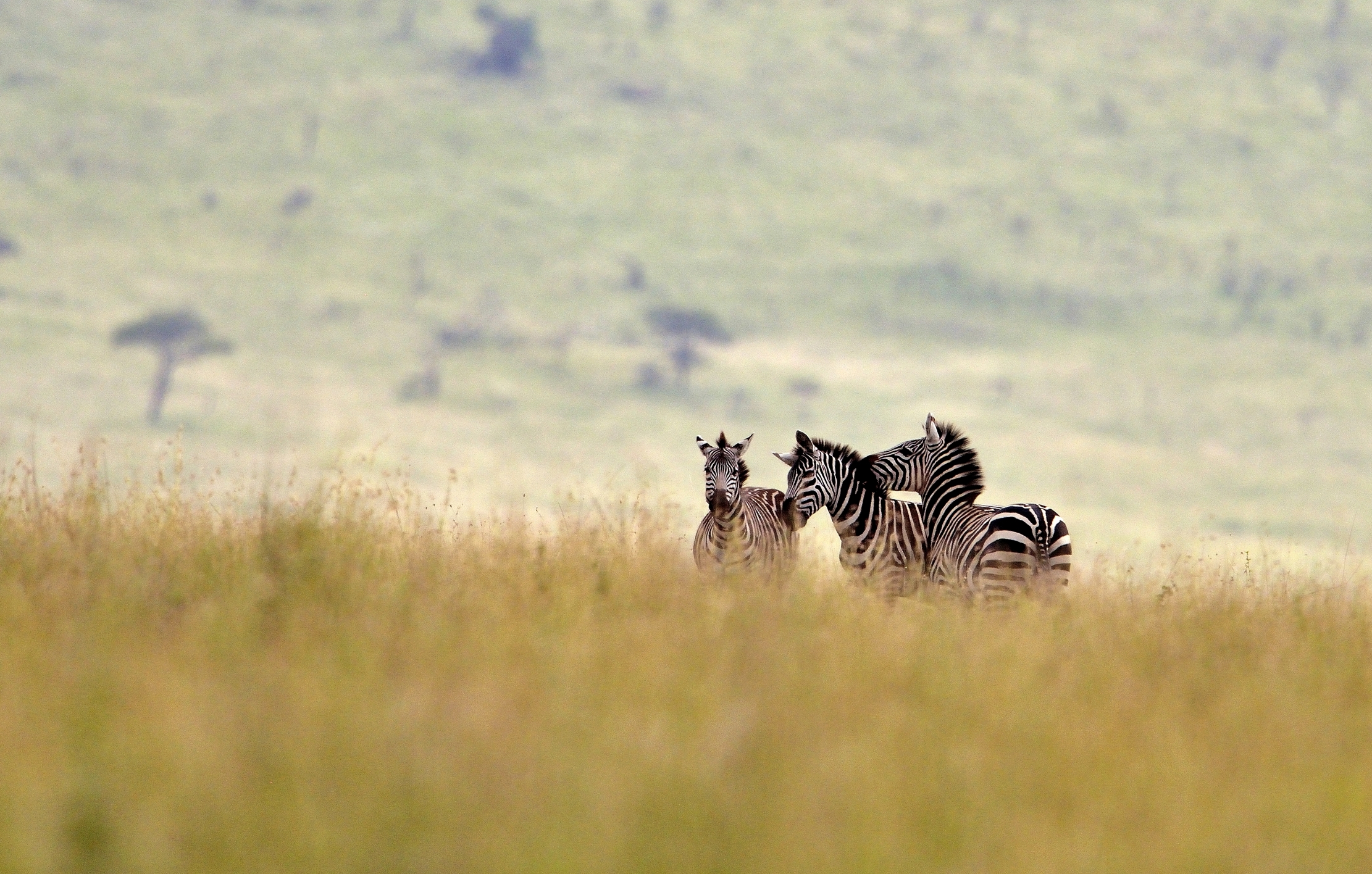 Serengeti -  Zebre