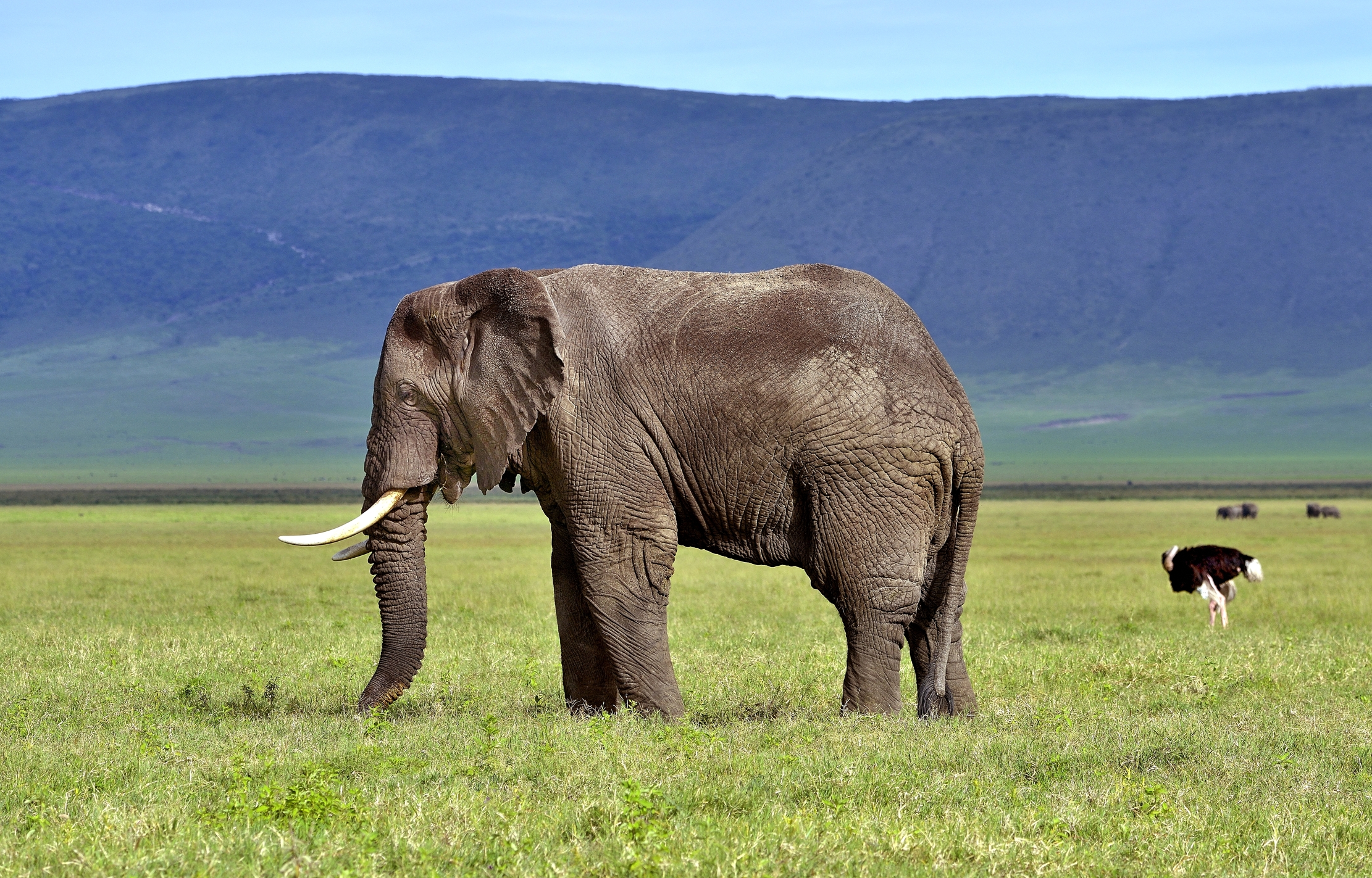 Ngorongoro Crater - Elefante