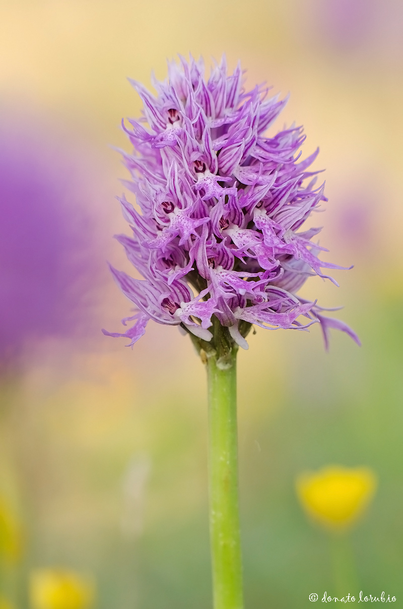 Orchis italica