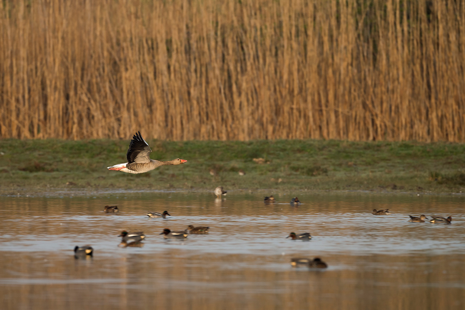 Oca (Isola della Cona )