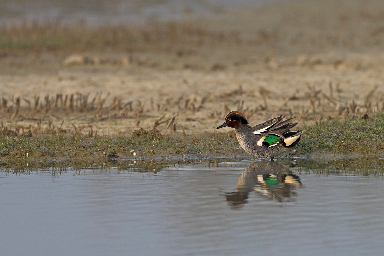 Alzavola (isola della Cona )