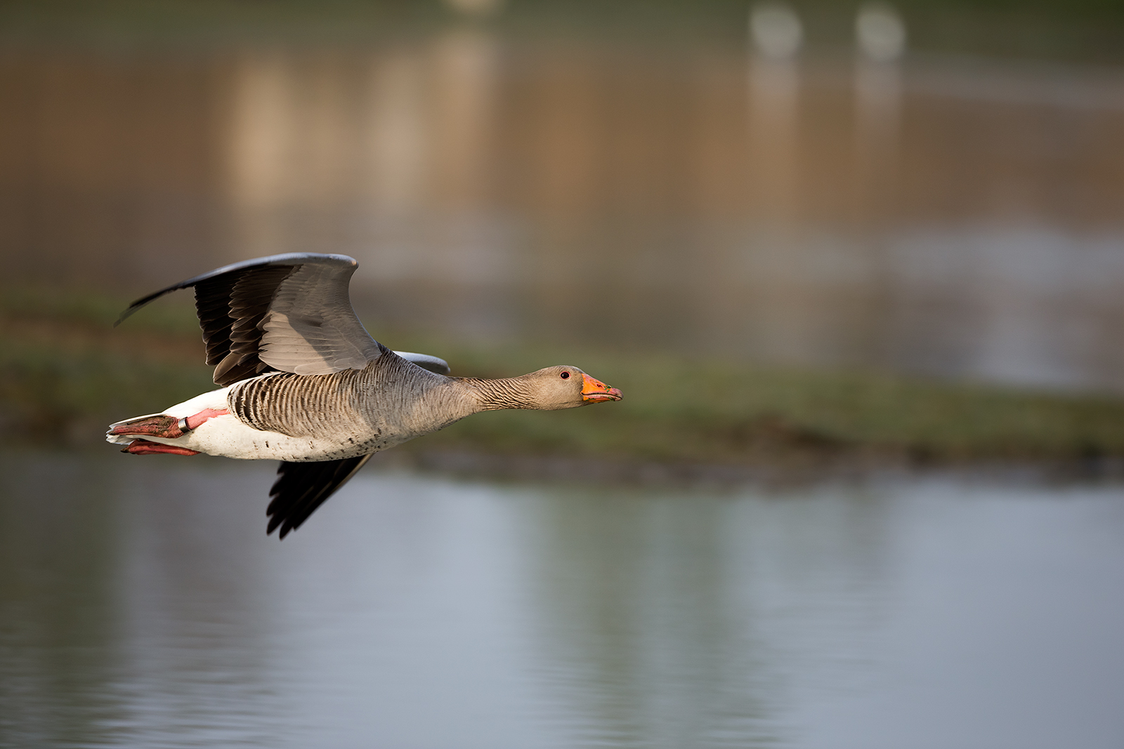 Oca selvatica (isola della Cona )