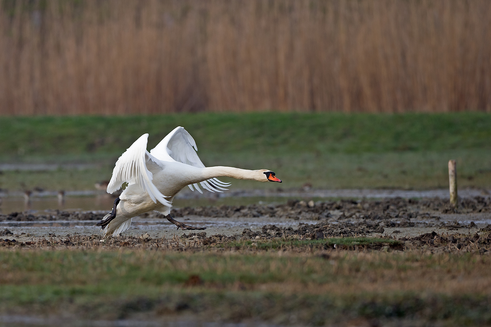 Swan (Isola della Cona)