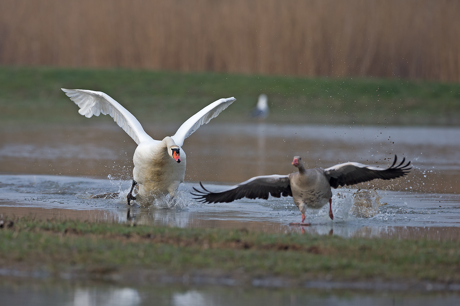 Cigno (Isola della Cona )