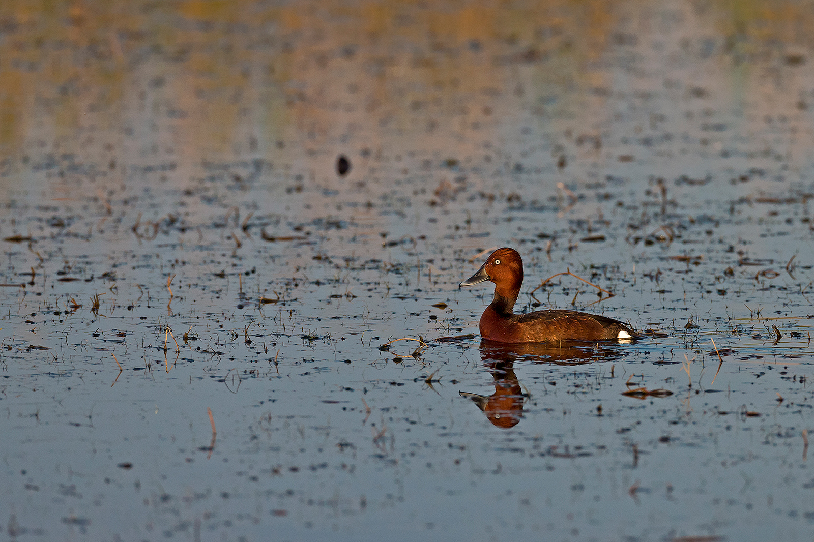 Moretta tabaccata (maschio)