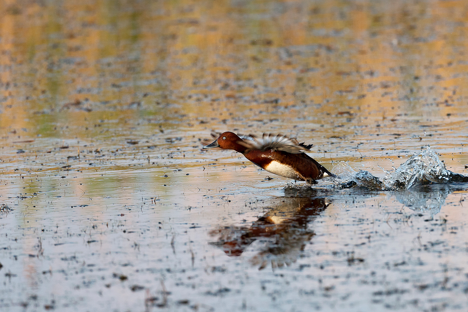 Moretta tabaccata (maschio)
