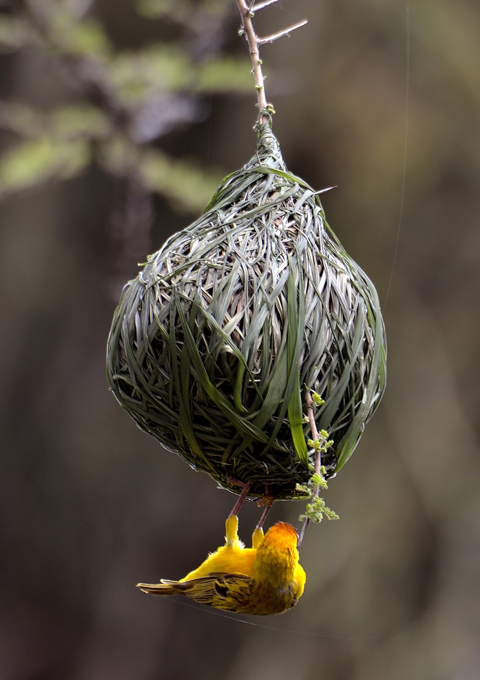 Serengeti - Tessitore