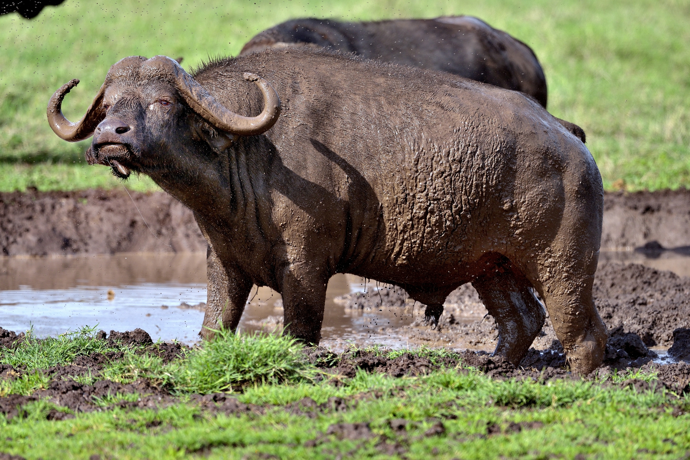 Ngorongoro Crater - Bufalo