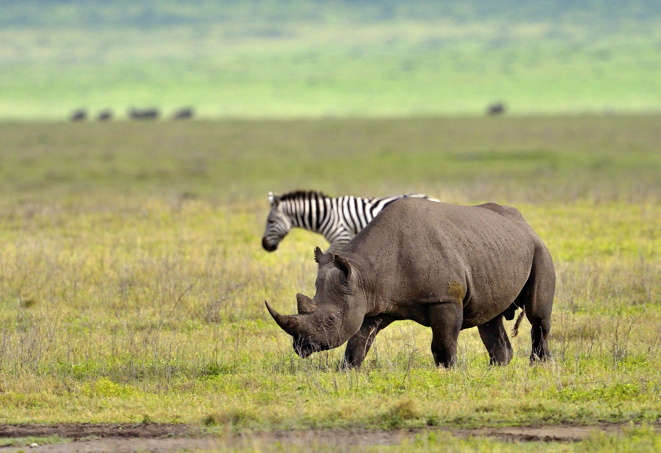 Ngorongoro Crater - Rino