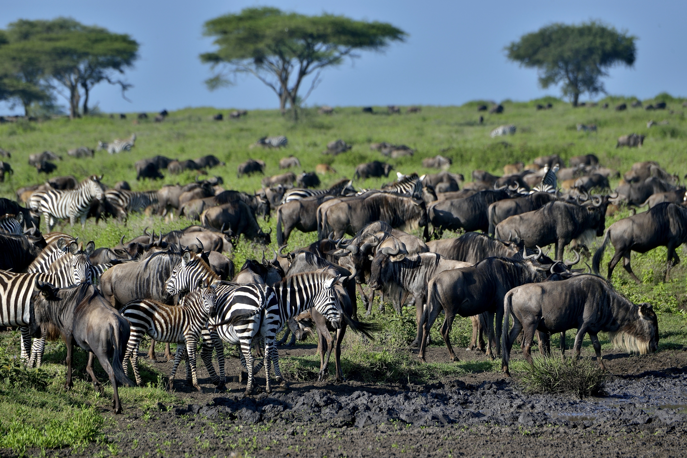 Ngorongoro Conservation Area - La grande Migrazione