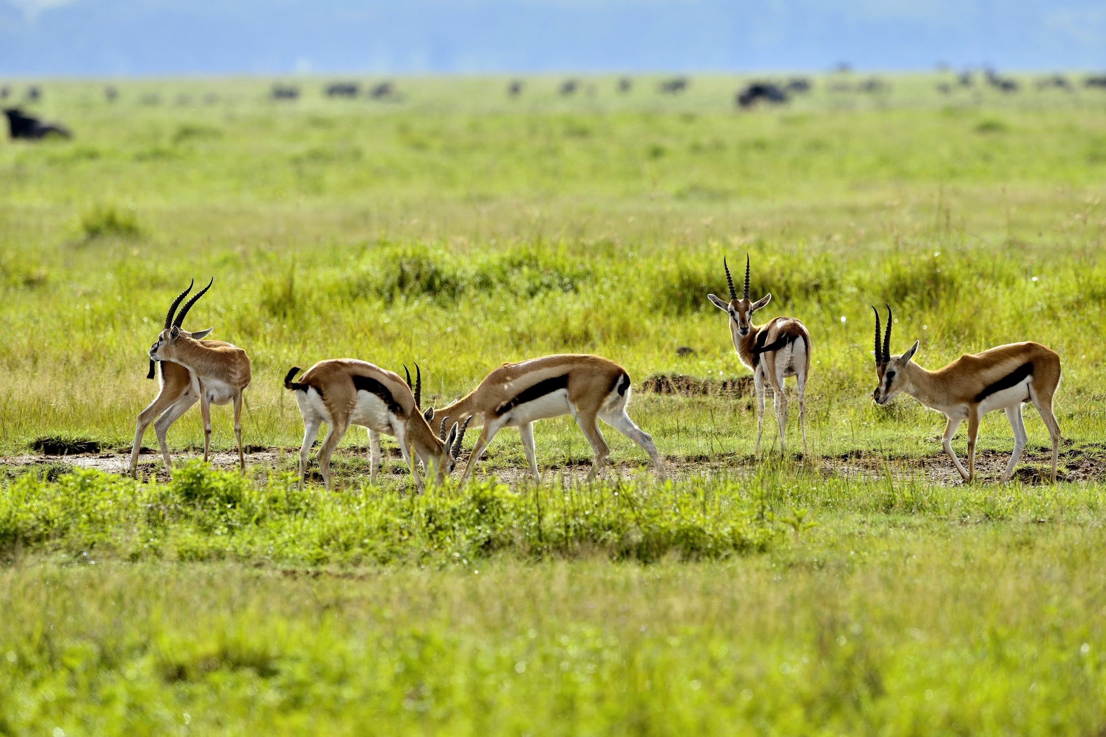 Ngorongoro Crater - Gazzelle