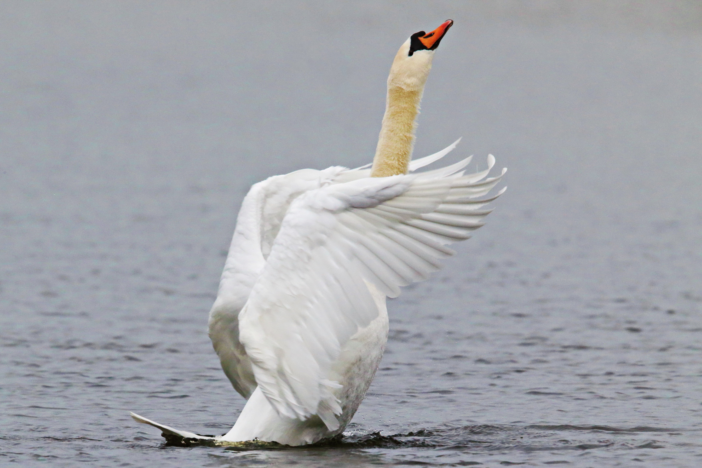 cigno si sente come una diva