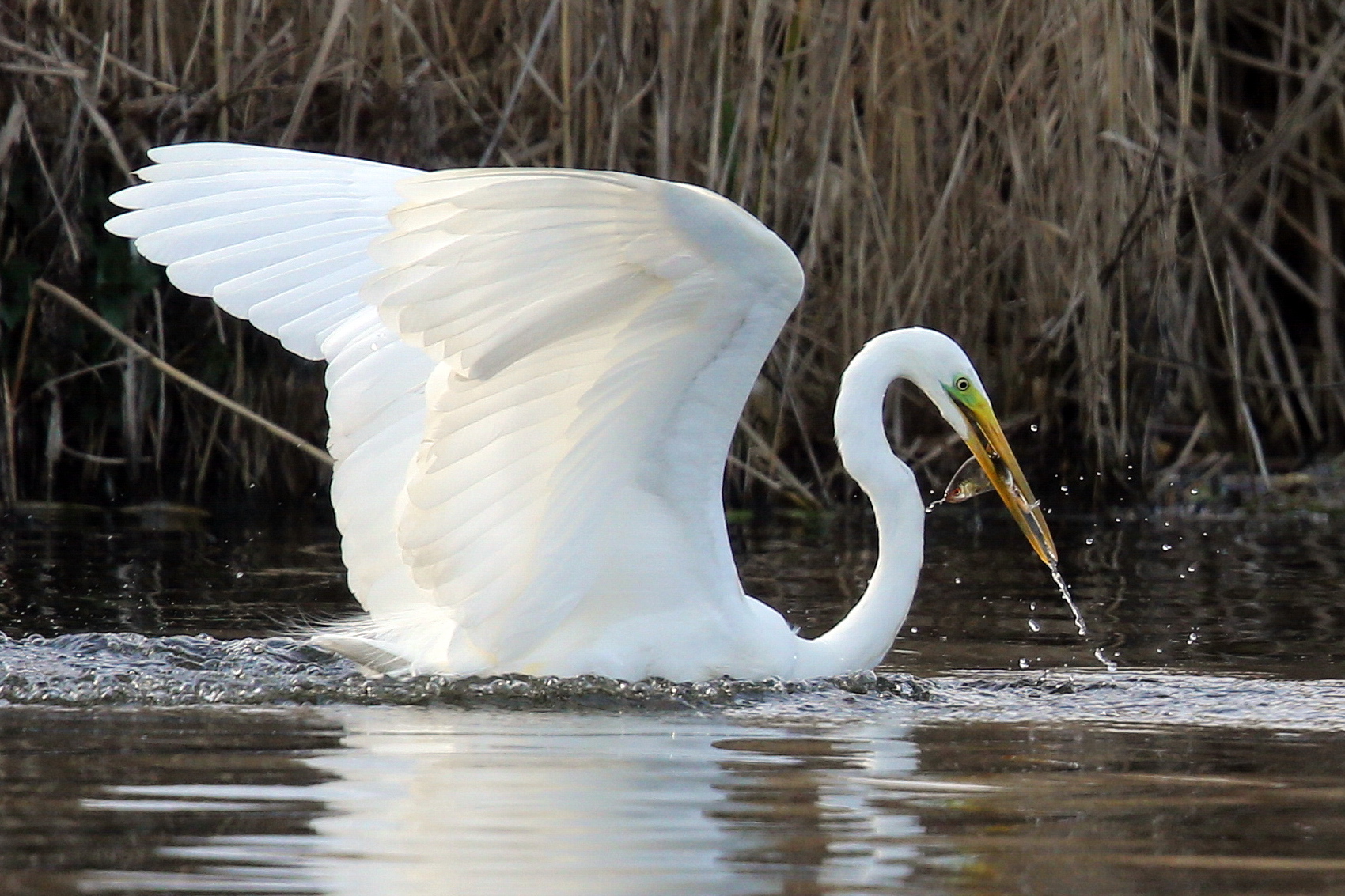grande airone bianco con la fortuna nella caccia